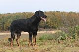 BEAUCERON 326